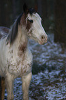 Appaloosa