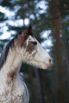 Appaloosa