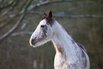 Appaloosa