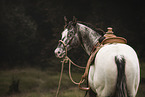 Appaloosa gelding