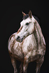 Appaloosa