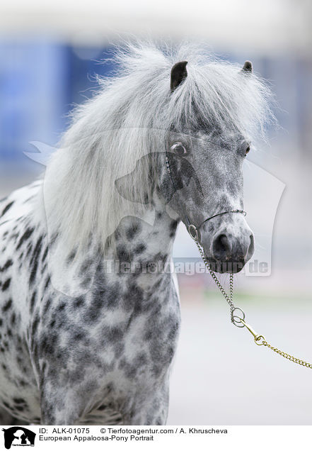 Europisches Appaloosa-Pony Portrait / European Appaloosa-Pony Portrait / ALK-01075