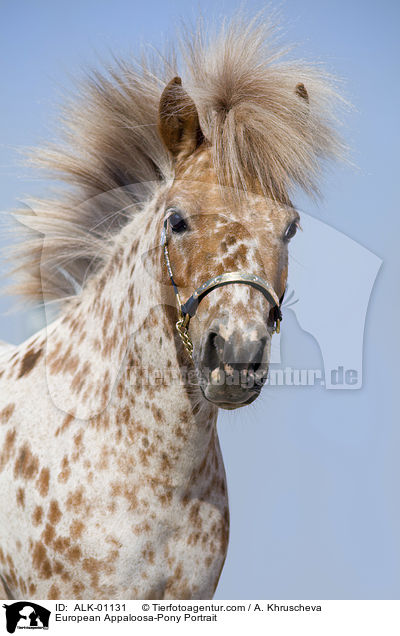 Europisches Appaloosa-Pony Portrait / European Appaloosa-Pony Portrait / ALK-01131