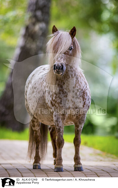 Appaloosa Pony / ALK-01249