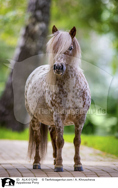 Appaloosa-Pony / Appaloosa Pony / ALK-01249