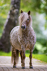 Appaloosa Pony