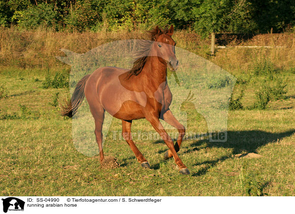 galoppierender Araber / running arabian horse / SS-04990