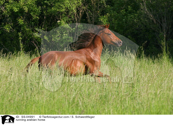 galoppierender Araber / running arabian horse / SS-04991