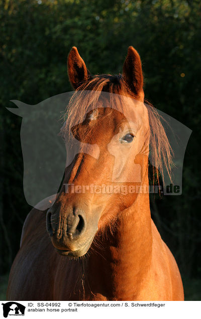 Araber Portrait / arabian horse portrait / SS-04992