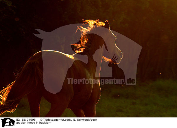 Araber im Gegenlicht / arabian horse in backlight / SS-04995