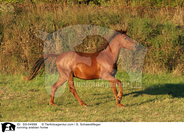 galoppierender Araber / running arabian horse / SS-04998