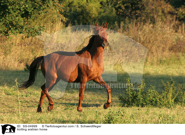 trotting arabian horse / SS-04999