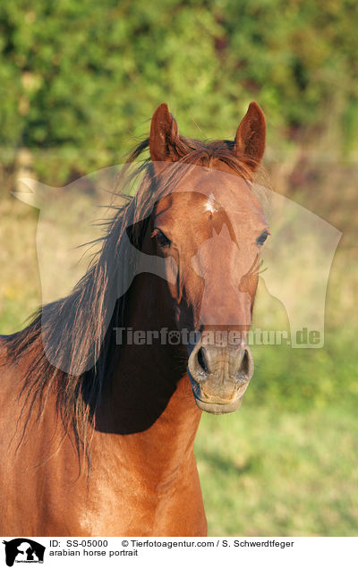 Araber Portrait / arabian horse portrait / SS-05000