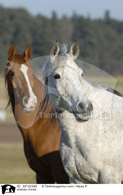 Vollblutaraber / arabian horse / AP-02389