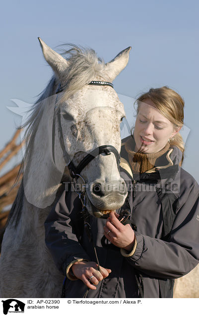Vollblutaraber / arabian horse / AP-02390