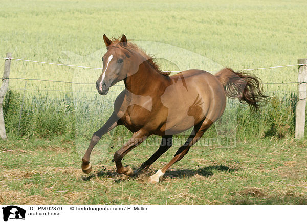 Arabisches Vollblut / arabian horse / PM-02870
