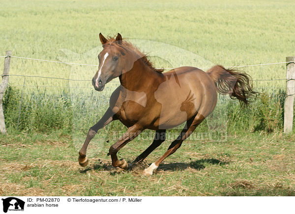 arabian horse / PM-02870