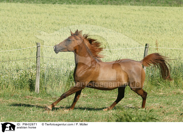 Arabisches Vollblut / arabian horse / PM-02871