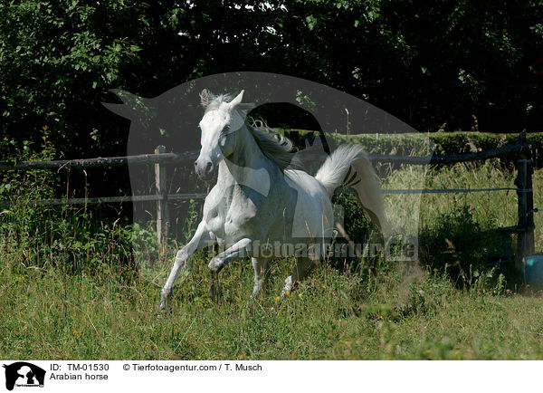 Arabian horse / TM-01530