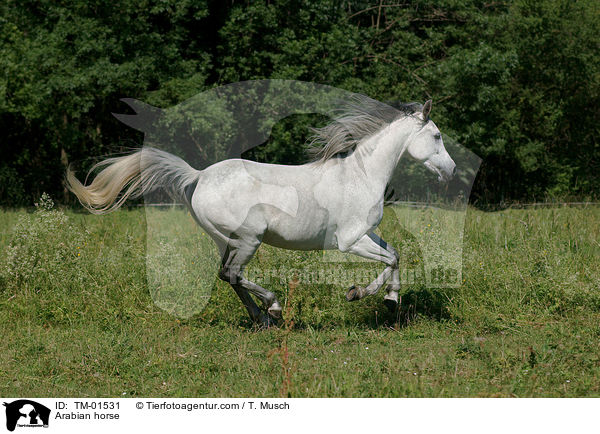 Arabian horse / TM-01531
