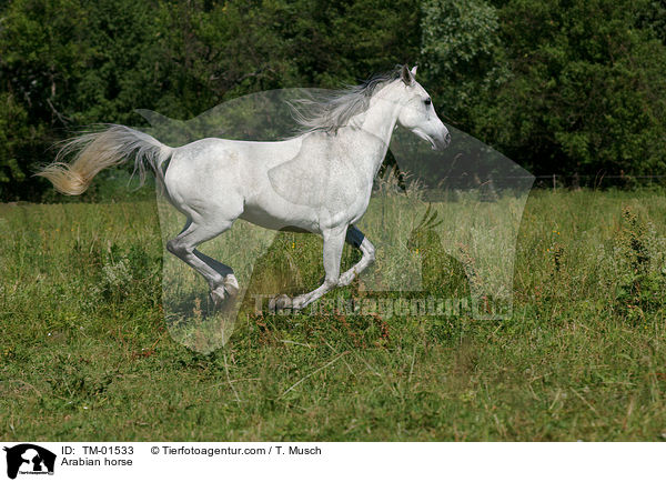 Vollblutaraber / Arabian horse / TM-01533
