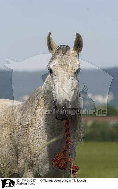 Arabian horse / TM-01557