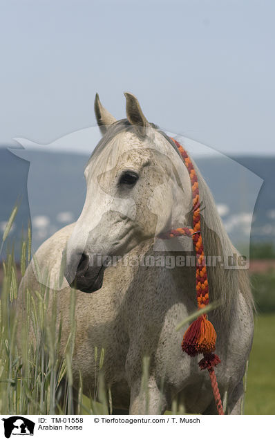 Arabian horse / TM-01558