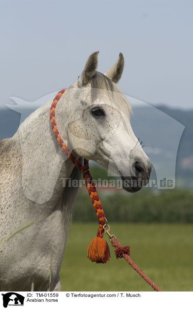 Vollblutaraber / Arabian horse / TM-01559