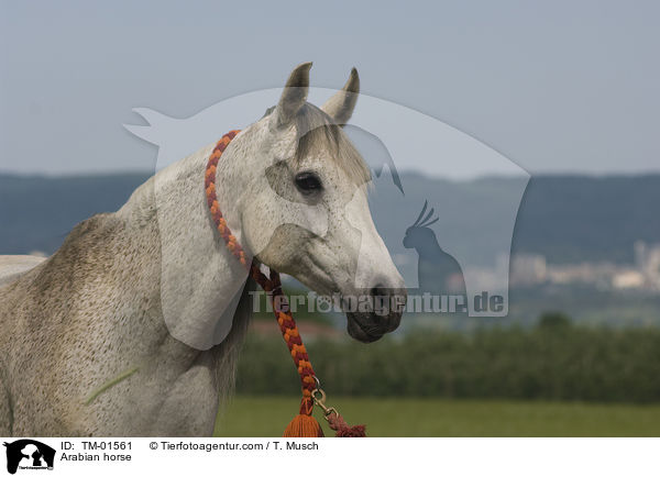 Arabian horse / TM-01561