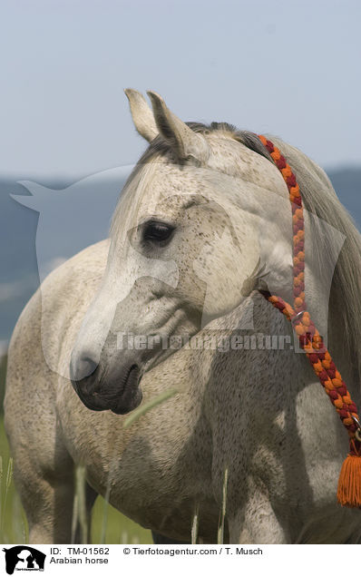 Vollblutaraber / Arabian horse / TM-01562