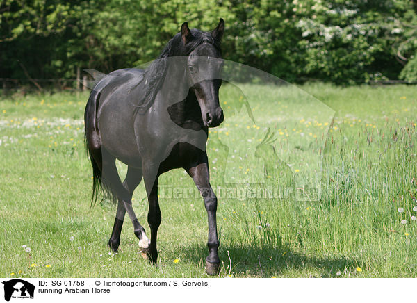 rennender Vollblutaraber / running Arabian Horse / SG-01758