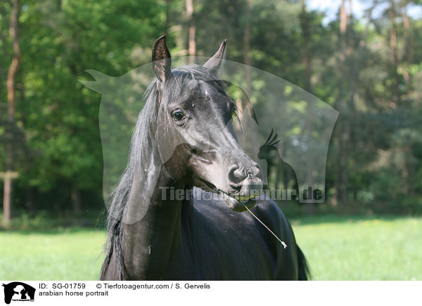 arabian horse portrait / SG-01759