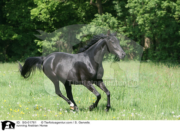 rennender Vollblutaraber / running Arabian Horse / SG-01761