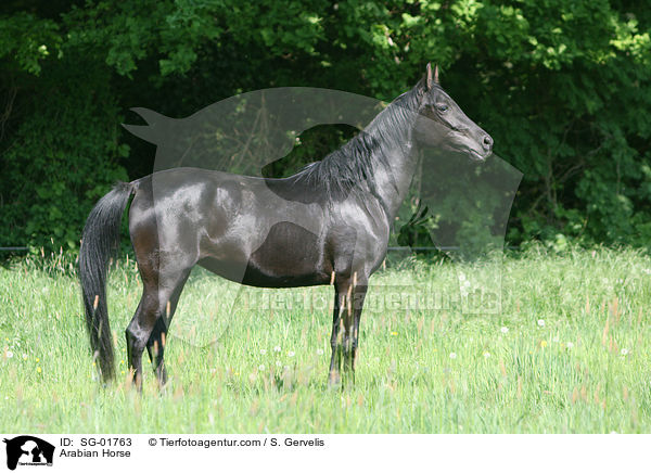 Vollblutaraber / Arabian Horse / SG-01763
