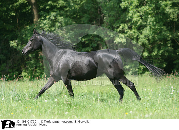 running Arabian Horse / SG-01765