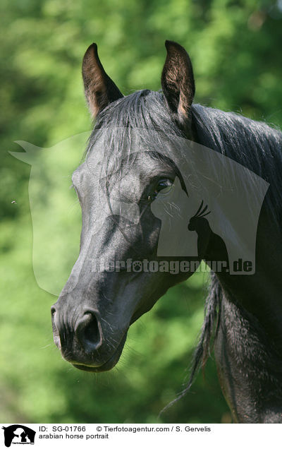 arabian horse portrait / SG-01766