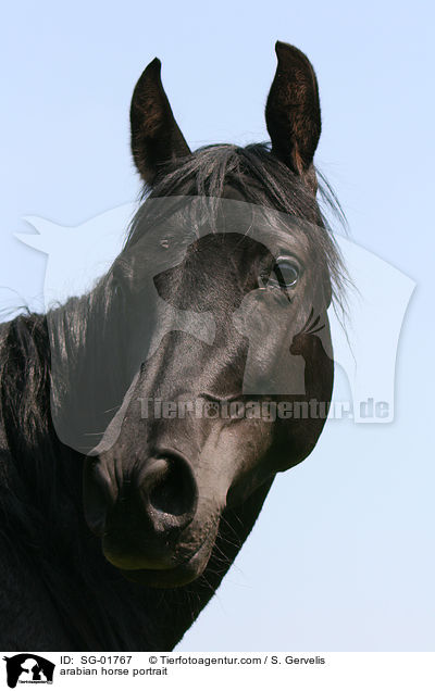 Vollblutaraber Portrait / arabian horse portrait / SG-01767
