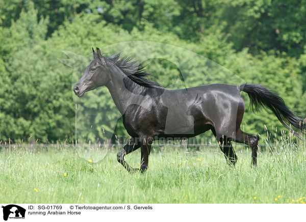 rennender Vollblutaraber / running Arabian Horse / SG-01769