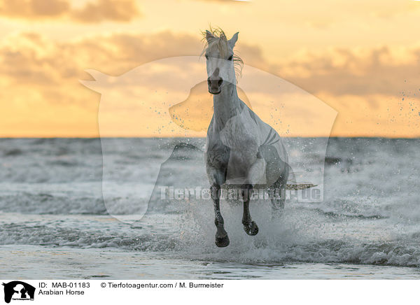 Araber / Arabian Horse / MAB-01183