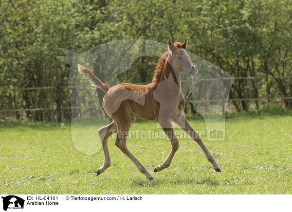 Arabisches Vollblut / Arabian Horse / HL-04101