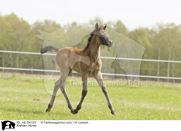 Arabisches Vollblut / Arabian Horse / HL-04103