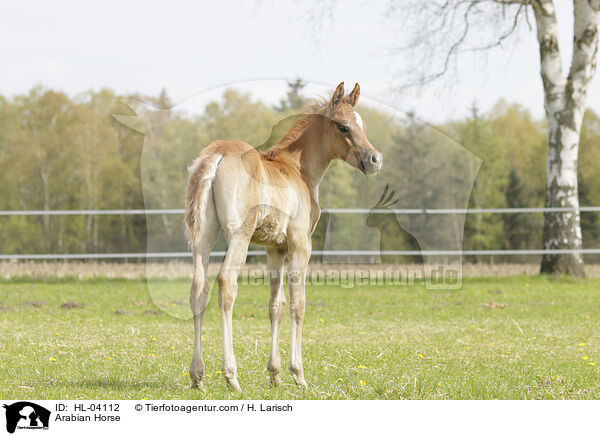 Arabisches Vollblut / Arabian Horse / HL-04112