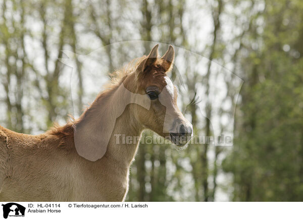 Arabian Horse / HL-04114