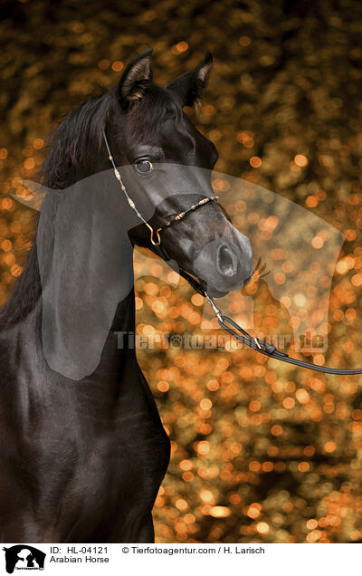 Arabisches Vollblut / Arabian Horse / HL-04121