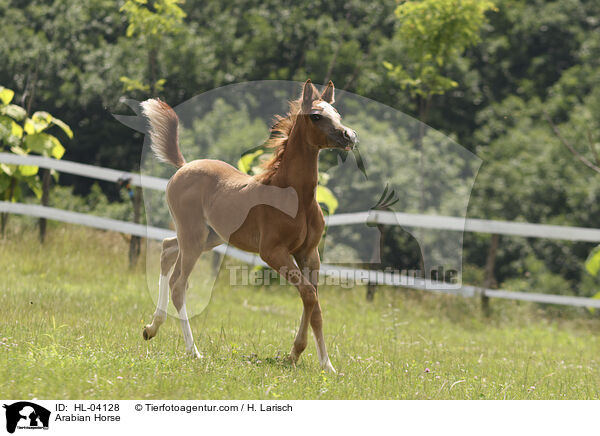 Arabisches Vollblut / Arabian Horse / HL-04128
