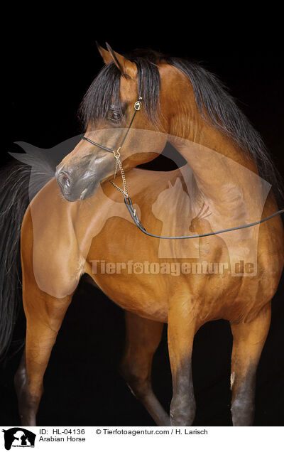 Arabisches Vollblut / Arabian Horse / HL-04136