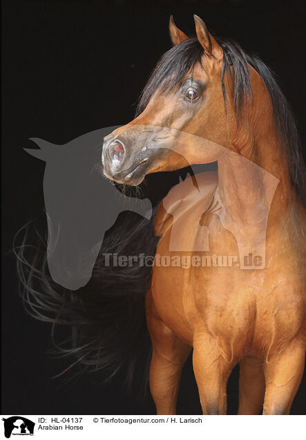 Arabisches Vollblut / Arabian Horse / HL-04137