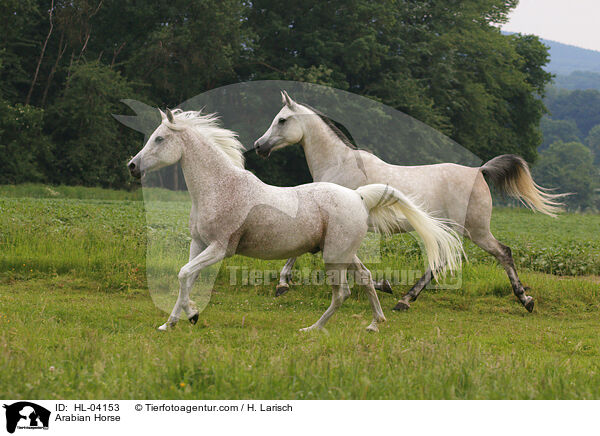 Arabisches Vollblut / Arabian Horse / HL-04153