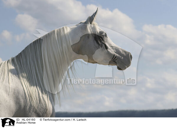 Arabisches Vollblut / Arabian Horse / HL-04160