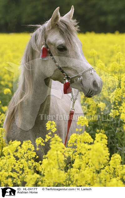 Arabisches Vollblut / Arabian Horse / HL-04177